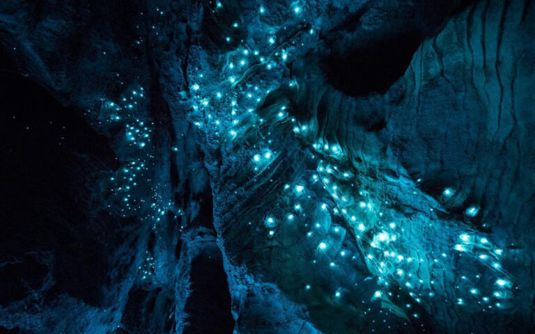 13rf95eqwaz7jvalloy3brq2hnw1_OReilly rainforest secret life shiny worms